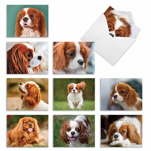 10 Assorted Blank Note Cards Bulk Pack 4 x 5.12 Inch w/ Envelopes (10 Designs1 Each)  Captivating Cavalier King Charles, For Him For Her