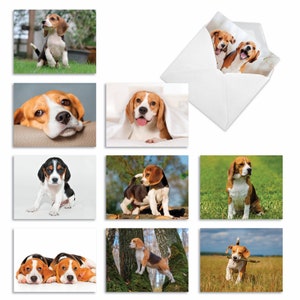May include: A set of eight greeting cards featuring adorable Beagle puppies in various poses. The cards are blank inside for writing messages and come with envelopes.