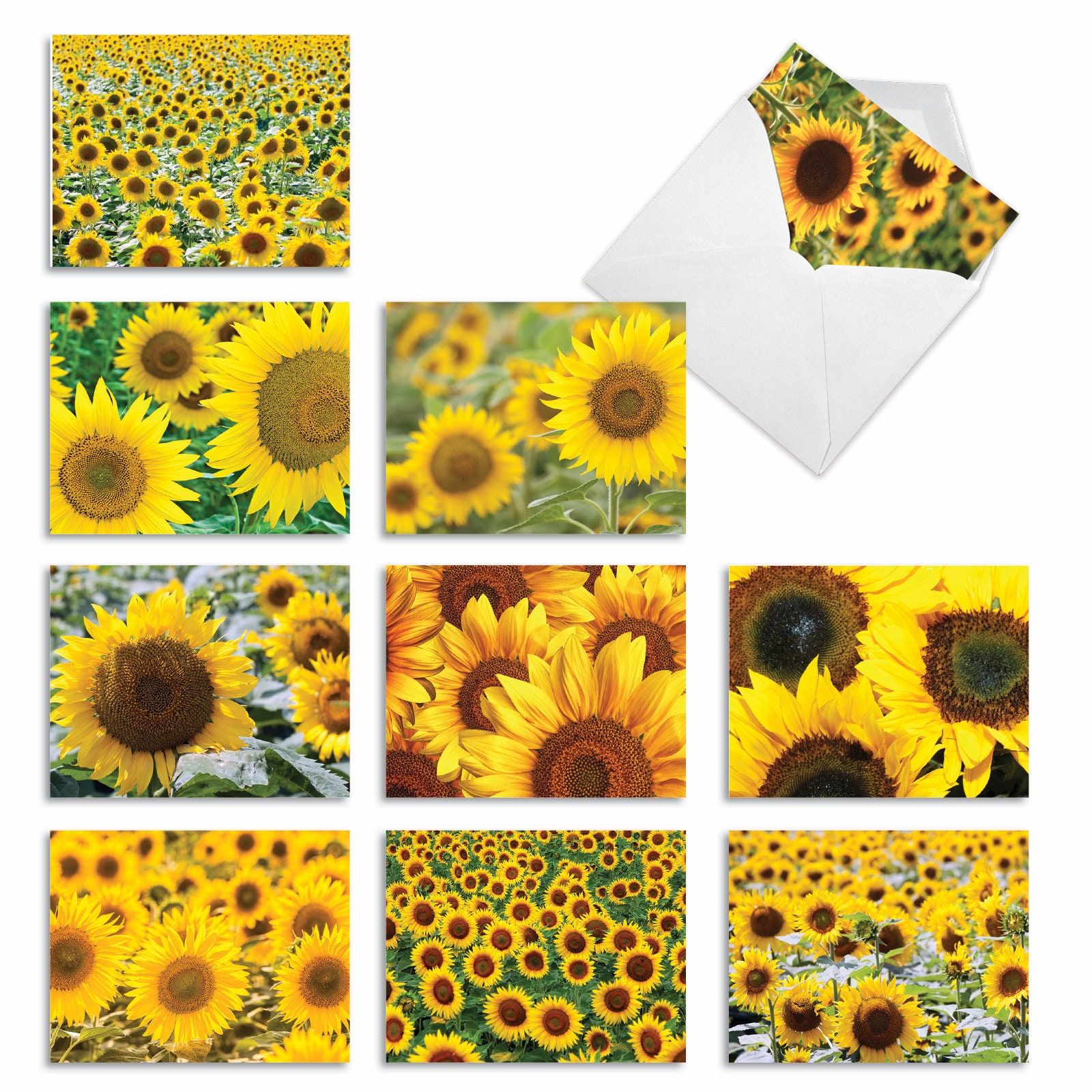 Papyrus Blank Cards with Envelopes, Watercolor Floral (10-Count)