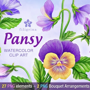 PANSY WATERCOLOR Clip Art design. Viola flowers, leaves. 27 floral elements, 2 bouquet arrangements. Digital scrapbook set. Read about use