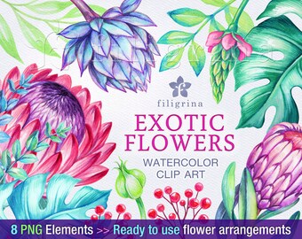 Exotic Protea flowers arrangements WATERCOLOR Clip Art. Tropical bouquet, green leaves, floral garland, wreath. 8 elements. Read about usage