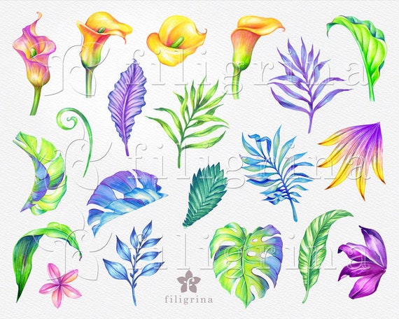 jungle nature Tropical WATERCOLOR clip art 20 PNG separate botanical elements exotic flowers paradise palm leaves Read how to use