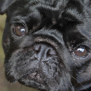 Puede incluir: Primer plano de la cara de un carlino negro. El perro tiene ojos marrones oscuros y una nariz arrugada.