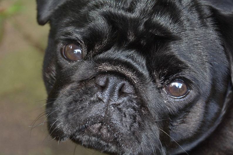 Puede incluir: Primer plano de la cara de un carlino negro. El perro tiene ojos marrones oscuros y una nariz arrugada.