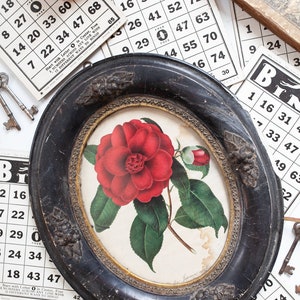 Antique Framed Rose Print