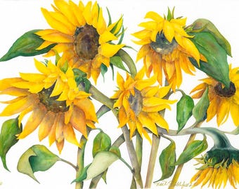 Sonnenblumen