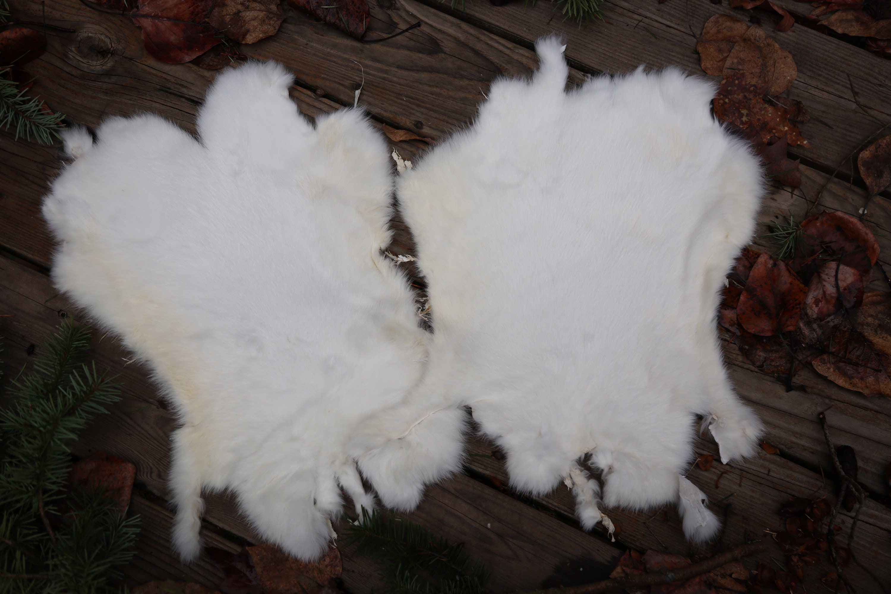 Real Fur Rabbit Pelt Beautiful all White Natural Cruelty Free Etsy