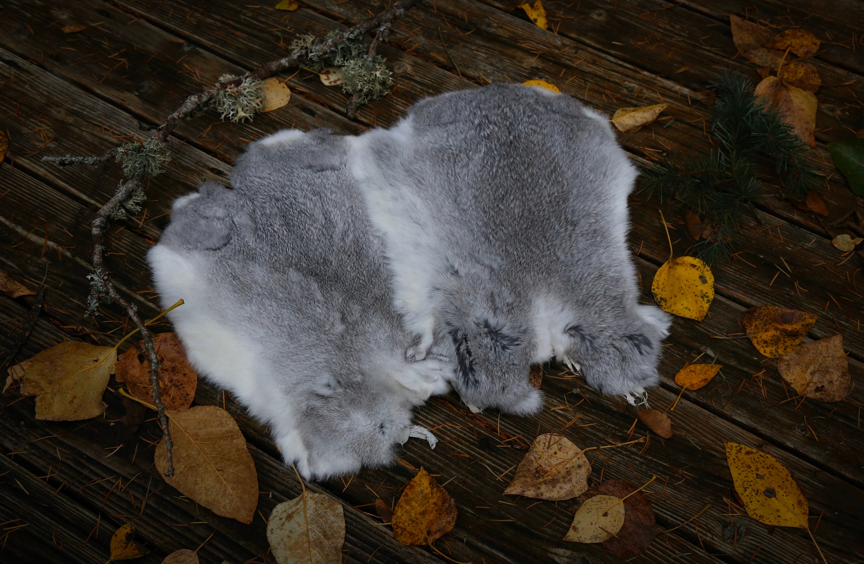 Real Fur Rabbit Pelt Unique Gray and White Natural Cruelty Etsy