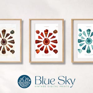 Vintage Shell Art Print Set, Natural History Scientific Illustration, Coastal Decor (Digital Download)