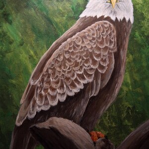American bald eagle