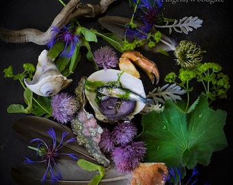 Geschenken uit de zee - Fine Art Photography, Botanical Art Print, Still Life Photography, West Coast Art