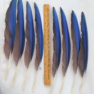 Green Wing Macaw Long Wing Feathers, Greenwing Parrot Feathers, Macaw Wing Feathers