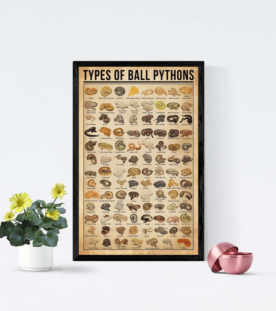 Types of Ball Pythons Poster, Vintage Knowledge Poster, Ball Python Art ...