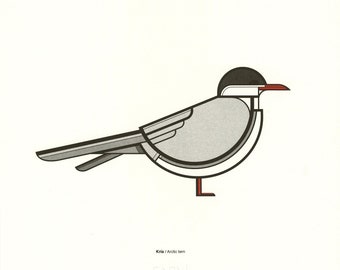 Arctic tern