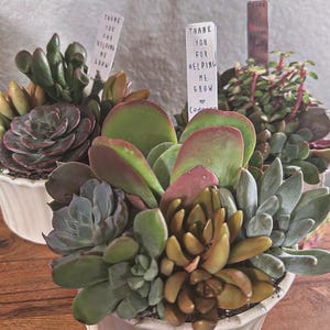 Gracias por ayudarme/ayudarnos a crecer. Marcadores de jardín: regalo para profesores/tutores/guarderías.