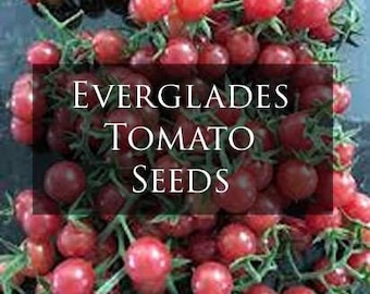 Heirloom Everglades Tomato Seeds (20 seeds) 100% Organic
