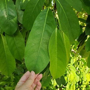 20 Organic Mountain Soursop Leaves, Extra Large, fresh picked (South Florida), Guanabana, Graviola