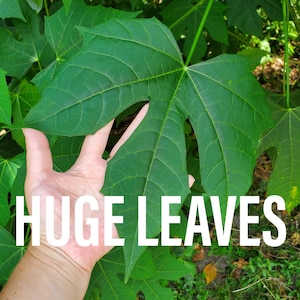 5 Chaya cuttings (spineless &quot;maple leaf&quot; Tree Spinach) 100% Organic