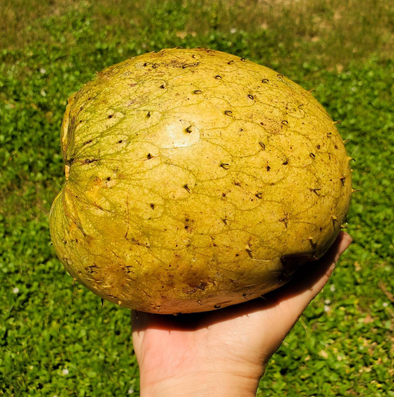 Fresh Rare Mountain Soursop Seeds 5 10 Or 30 Seeds Annona Etsy Fresh Rare Mountain Soursop Seeds 5 10 Or 30 Seeds Annona Etsy