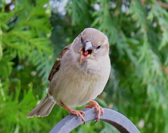 Digital Download, Bird Photography, Nature Photography, Print Art, Digital Photograph, Digital Image, Wall Art, Sparrow Calling