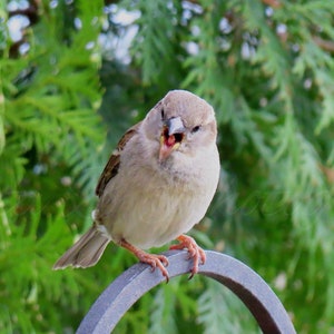 Digital Download, Bird Photography, Nature Photography, Print Art, Digital Photograph, Digital Image, Wall Art, Sparrow Calling