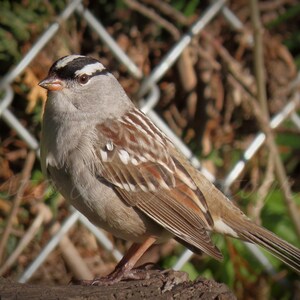 Digital Download, Bird Photography, Nature Photography, Print Art, Digital Photograph, Digital Image, Wall Art, White Crowned Sparrow