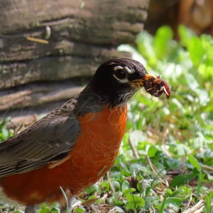 Digital Download, Bird Photography, Nature Photography, Print Art, Digital Photograph, Digital Image, Wall Art, Robin with Snack