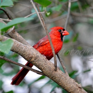 Digital Download, Bird Photography, Nature Photography, Printable Art, Digital Photograph,  Northern Cardinal in the Trees