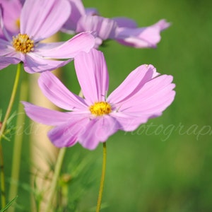 Digital Download, Flower Image, Flower Photography, Nature Photography, Printable Art, Digital Photograph, Digital Image, Peaceful Flowers