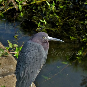Digital Download, Bird Photography, Nature Photography, Print Art, Digital Photograph, Digital Image, Wall Art, Bird Picture, Heron