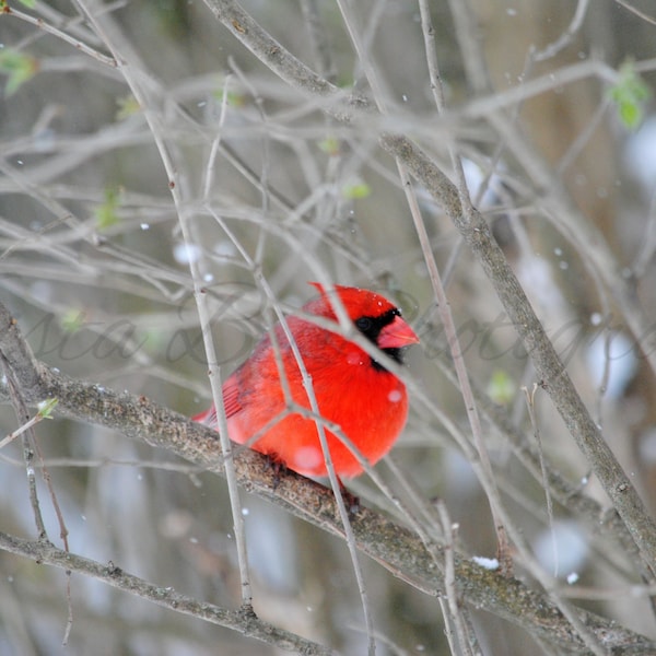 Digital Download, Bird Photography, Nature Photography, Print Art, Digital Photograph, Digital Image, Wall Art, Cardinal on a Snowy Day