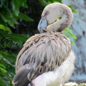 Digital Download, Animal Photography, Nature Photography, Printable Art, Digital Photograph, Digital Image, Wall Art, Gray Flamingo at Zoo