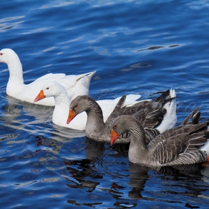 Digital Download, Bird Photography, Nature Photography, Print Art, Digital Photograph, Digital Image, Wall Art, Geese on the River