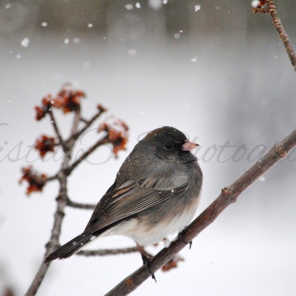 Digital Download, Bird Photography, Nature Photography, Print Art, Digital Photograph, Digital Image, Wall Art, Dark-eyed Junco