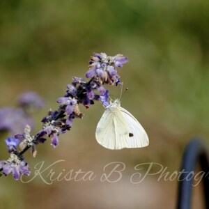 Digital Download, Nature Photography, Butterfly Image, Printable Art, Digital Photograph, Digital Image, Cabbage White Butterfly on Flowers