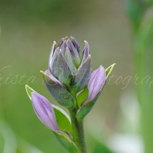 Digital Download, Flower Image, Flower Photography, Nature Photography, Printable Art, Digital Photograph, Digital Image, Flower in Bloom