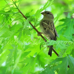 Digital Download, Bird Photography, Nature Photography, Printable Art, Digital Photograph, Digital Image, Sparrow in the Trees