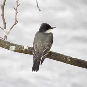 Digital Download, Bird Photography, Nature Photography, Printable Art, Digital Photograph, Eastern Kingbird Perched on Tree Branch