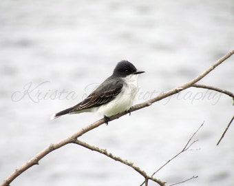 Digital Download, Bird Photography, Nature Photography, Printable Art, Digital Photograph, Digital Image, Eastern Kingbird Perched on Tree