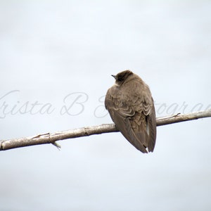 Digital Download, Bird Photography, Nature Photography, Print Art, Digital Photograph, Digital Image, Northern Rough-Winged Swallow