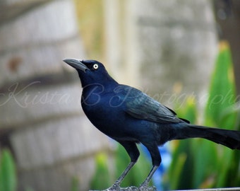 Digital Download, Bird Photography, Nature Photography, Print Art, Digital Photograph, Digital Image, Wall Art, Bird Picture, Grackle