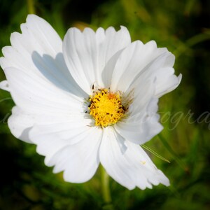Digital Download, Flower Image, Flower Photography, Nature Photography, Printable Art, Digital Photograph, Digital Image, The Lonely Flower