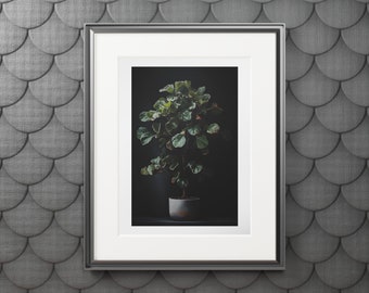 House Plant Art Print  Fig Tree Potted Plant PHYSICAL PRODUCT Home Decor Classy Wall Decor Black and White Classic Art Plants Botanical Art