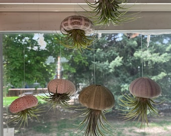 Hanging “Jellyfish” Sea Urchins with Air Plants