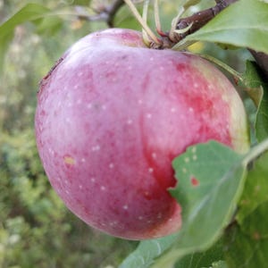 FIVE (5) APPLE TREES - Grafted Spring 2025 (Bare Root)