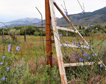 Nature Photo Note Card, Blank, Cattle Crossing, Mountains, Meadow, Travel Photo, Birthday, Nature, Anniversary, Flowers, Fence