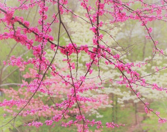 Nature Photo Note Card, Blank, Garden, Floral, Travel Photo, Birthday, Nature, Anniversary, Wedding, Trees