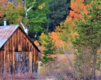 Nature Photo Note Card, Blank, Sierra Nevada, Cabin, Autumn Leaves, Hope Valley, Travel Photo, Birthday, Nature, Anniversary, Fall Leaves