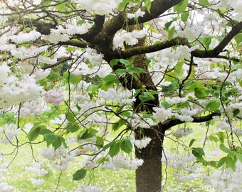 England Floral Photo Note Card, Blank, Cotswolds, Cherry Tree, Village, Travel Photo, Birthday, Nature, Country, Flowers, Garden, Britain