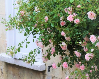France Photo Note Card, Blank, French Country, Village, Pink Roses, Romantic Travel Photo, Birthday, Wedding, Garden, Nursery, Shutters
